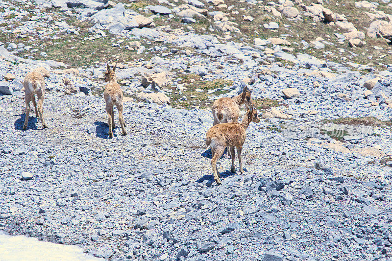 Rupicapra Rupicapra in Fuente de, Picos de Europa报道